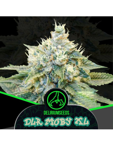 DLR Moby XL Automatica 4 ud - Delirium Seeds
