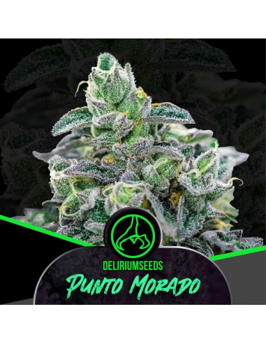 Punto Morado Automatica 4 ud - Delirium Seeds