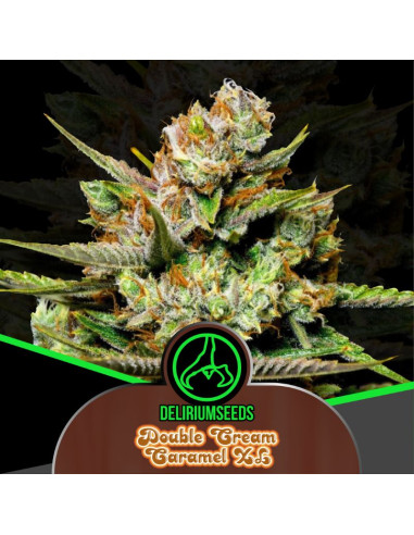 Double Cream Caramel XL Feminizado 4 ud - Delirium Seeds