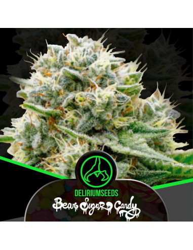 Bear Sugar Candy Feminizado 4 ud - Delirium Seeds