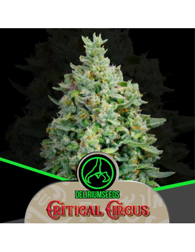 Critical Circus Fast Version 4 ud - Delirium Seeds
