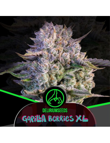 Gorilla Berries XL Fast Version 4 ud - Delirium Seeds