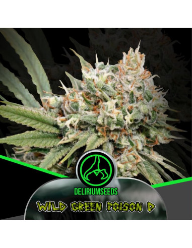 Wild Green Poison D Fast Version 4 ud - Delirium Seeds