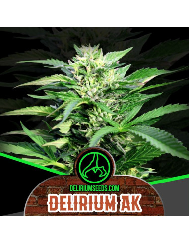 Delirium Ak Automatica 4 ud - Delirium Seeds