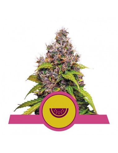 Watermelon Feminizada USA - Royal Queen Seeds