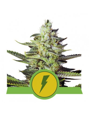 North Thunderfuck Auto USA - Royal Queen Seeds