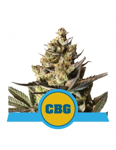 Royal CBG CBD Auto - Royal Queen Seeds