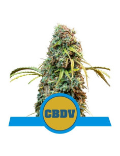 Royal CBDV Auto - Royal Queen Seeds