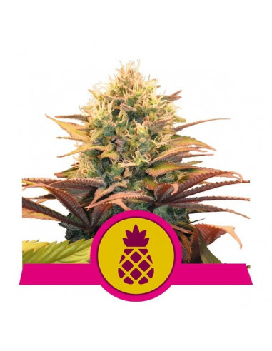Pineapple Kush Feminizada - Royal Queen Seeds