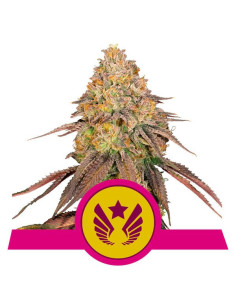 Legendary OG Punch Feminizada USA - Royal Queen Seeds