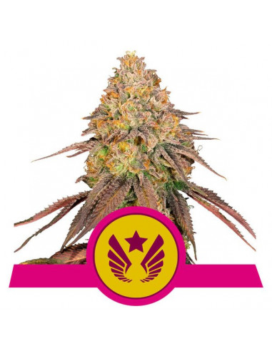 Legendary OG Punch Feminizada USA - Royal Queen Seeds