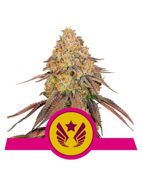 Legendary OG Punch Feminizada USA - Royal Queen Seeds