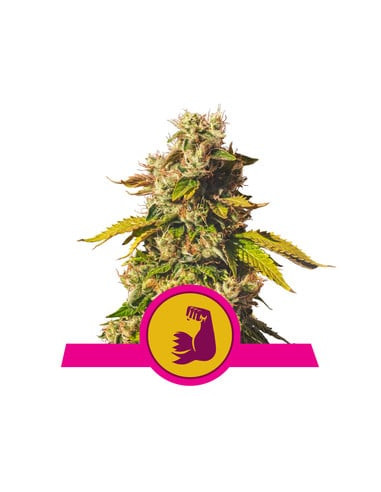 Hulkberry Feminizada USA - Royal Queen Seeds
