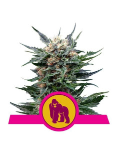 Royal Gorilla Feminizada USA - Royal Queen Seeds