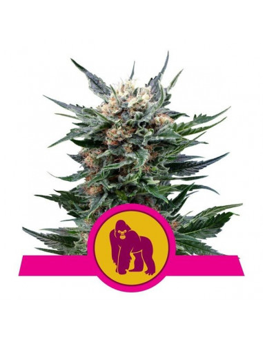 Royal Gorilla Feminizada USA - Royal Queen Seeds