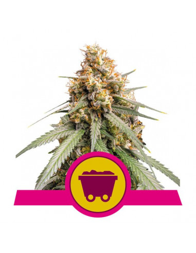 Shining Silver Haze Feminizada - Royal Queen Seeds