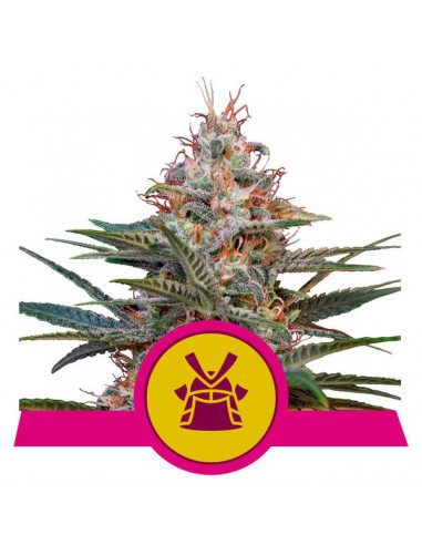 Shogun Feminizada - Royal Queen Seeds