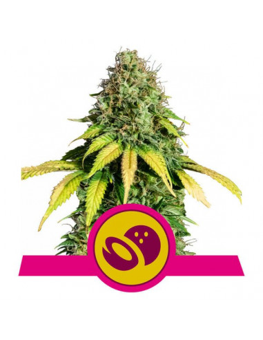 Somango XL Feminizada - Royal Queen Seeds