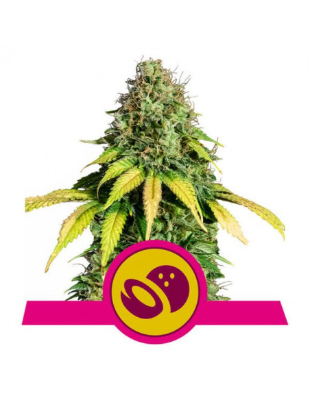 Somango XL Feminizada - Royal Queen Seeds