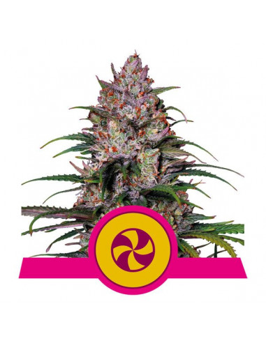 Sweet ZZ Feminizada USA - Royal Queen Seeds