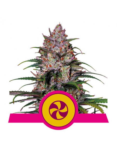 Sweet ZZ Feminizada USA - Royal Queen Seeds