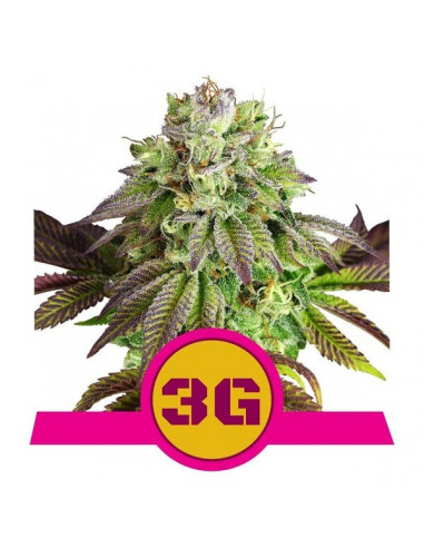 Triple G Feminizada USA - Royal Queen Seeds