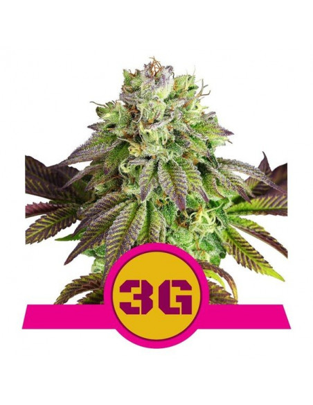 Triple G Feminizada USA - Royal Queen Seeds