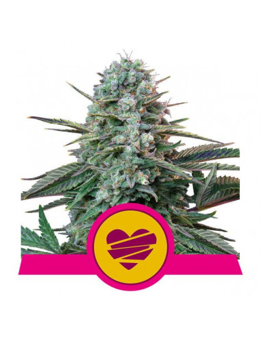 Wedding Crasher Feminizada USA - Royal Queen Seeds