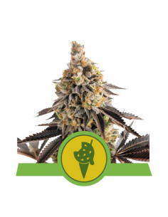 Cookies Gelato Auto USA - Royal Queen Seeds