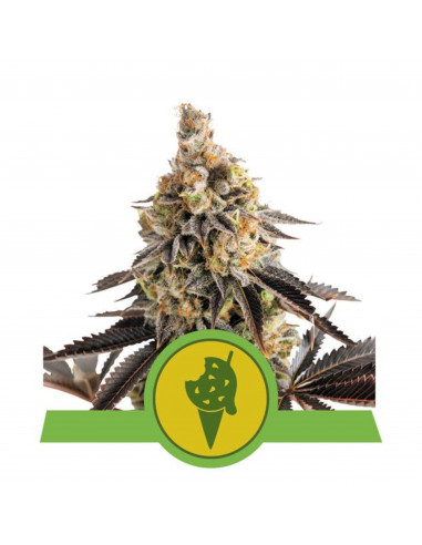 Cookies Gelato Auto USA - Royal Queen Seeds