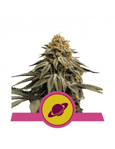 Royal Skywalker Feminizada USA - Royal Queen Seeds