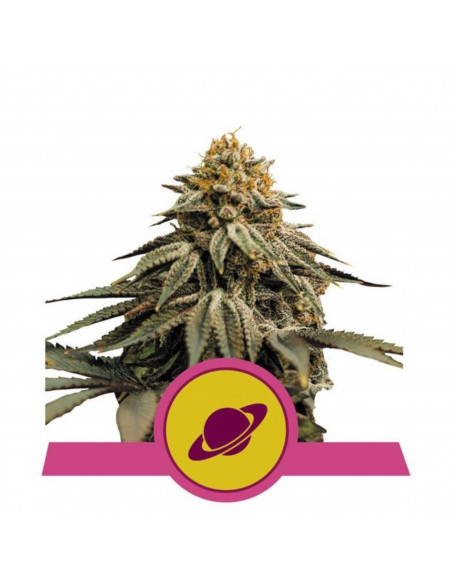 Royal Skywalker Feminizada USA - Royal Queen Seeds
