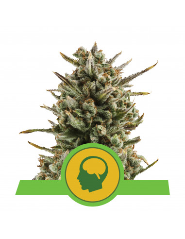 Amnesia Haze Auto - Royal Queen Seeds