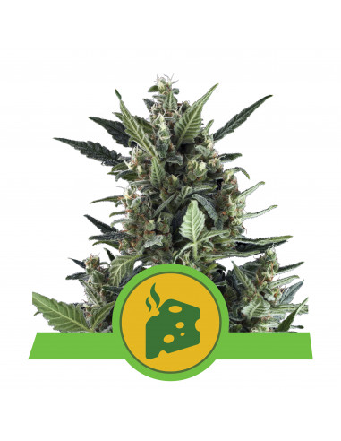 Blue Cheese Auto - Royal Queen Seeds
