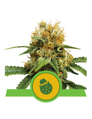 Do-si-dos Auto USA - Royal Queen Seeds