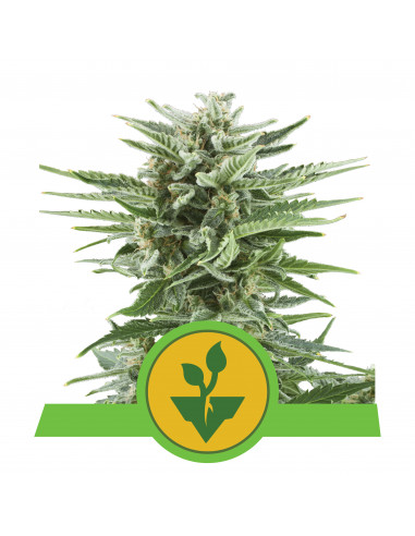 Easy Bud Auto - Royal Queen Seeds