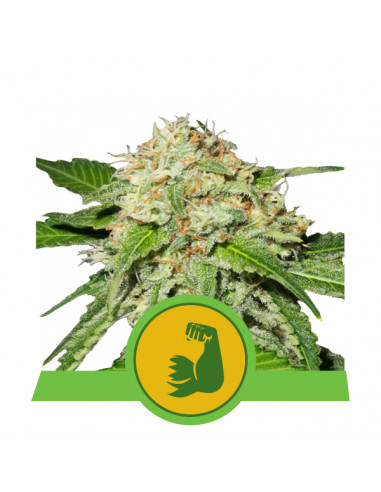 Hulkberry Auto USA - Royal Queen Seeds