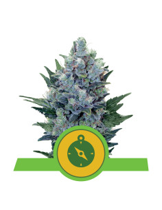 Northern Light Auto - Royal Queen Seeds