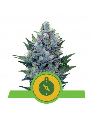 Northern Light Auto - Royal Queen Seeds