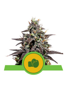 Purple Punch Auto USA - Royal Queen Seeds