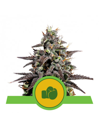 Purple Punch Auto USA - Royal Queen Seeds
