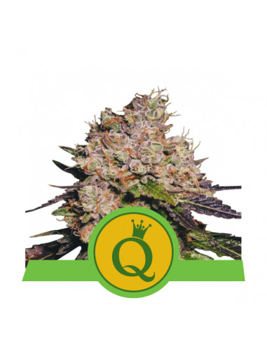 Purple Queen Auto USA - Royal Queen Seeds
