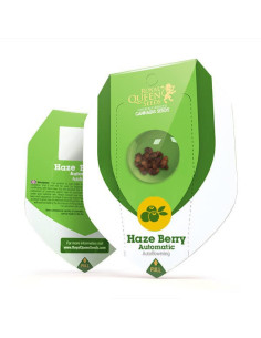 Haze Berry Auto - Royal Queen Seeds 2