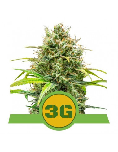 Triple G Auto USA - Royal Queen Seeds