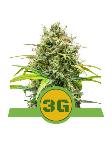 Triple G Auto USA - Royal Queen Seeds