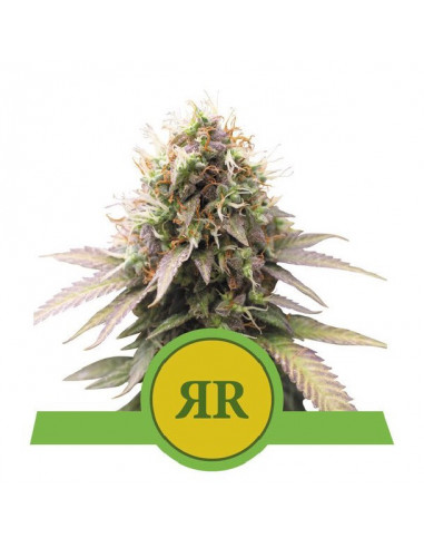 Royal Runtz Auto USA - Royal Queen Seeds