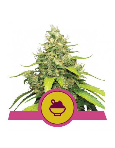 Blue Gelato Feminizada USA - Royal Queen Seeds