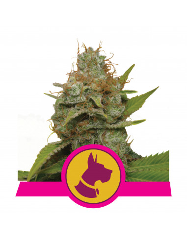 Kali Dog Feminizada - Royal Queen Seeds