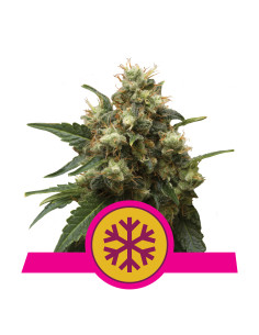ICE Feminizada - Royal Queen Seeds