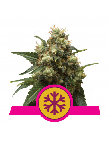 ICE Feminizada - Royal Queen Seeds